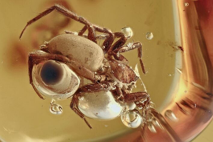 Large Detailed Fossil Spider (Araneae) In Baltic Amber #321671